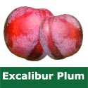 C2 (PARTIALLY SELF FERTILE) BARE ROOT Excalibur Plum 1-2m tall, Fruits August, LARGE SWEET JUICY FRUITS**FREE UK MAINLAND DELIVERY + FREE 100% TREE WARRANTY**