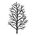 False Acacia Tree Robinia Pseudoacacia 20 - 40cm Trees, DRY + SHADE TOLERANT + COPPICE + POOR SOIL + FAST GROWING + ACID or CHALK + COASTAL + SPECIMEN TREE **FREE UK MAINLAND DELIVERY + FREE 100% TREE WARRANTY**