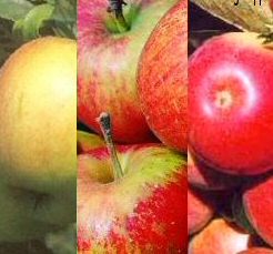 DELIVERED SEPTEMBER 2024 Family Apple Trees**3 varieties on one tree (Cox, Katy and James Grieve) Supplied height 1.25 - 1.50m in a 12 litre container **FREE UK MAINLAND