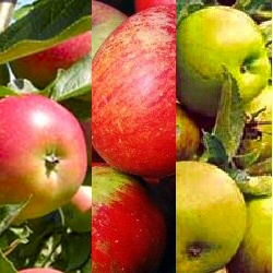 DELIVERED SEPTEMBER 2024 Family Apple Trees (3 varieties on one tree -Herefordshire Russet /Cox /Fiesta) Supplied height 1.25 - 1.75m in a 12 litre container **FREE UK MAINLAND DELIVERY**