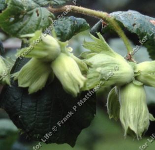 Cosford Filbert Tree ,Corylus Cosford **FREE UK MAINLAND DELIVERY + FREE 100% TREE WARRANTY**