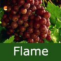 Flame Grape Vine Bush. Red Indoor/Outdoor Seedless Dessert Grape,3 Litre Pot, 2-3years old **FREE UK MAINLAND DELIVERY + FREE 100% TREE WARRANTY** Flame Grape Vine Bush. Red Indoor/Outdoor Seedless Dessert Grape,3 Litre Pot, 2-3years old **FREE UK MAINLAND DELIVERY + FREE 100% TREE WARRANTY**