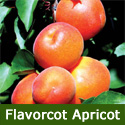 Flavorcot Apricot Tree, SELF-FERTILE, RELIABLE + HEAVY CROPPER **FREE UK MAINLAND DELIVERY + FREE 100% TREE WARRANTY **