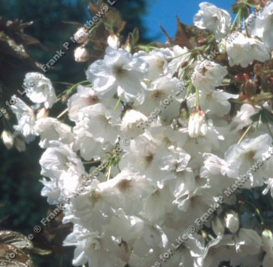 Fragrant Cloud Japanese Flowering Cherry Tree, Prunus Shizuka**FREE UK MAINLAND DELIVERY + FREE 100% TREE WARRANTY**