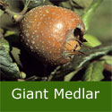 <font color="red">DELIVERED AUGUST 2017</font> Flanders Giant Medlar Tree Supplied height Up To 1.25 -2.00 metres in a 7 container, 2+ years old, EATING + COOKING +SELF FERTILE + DISEASE RESISTANT + NORTH UK SUITABLE **FREE UK DELIVERY + FREE TREE WARRANTY ** <font color="red">DELIVERED AUGUST 2017</font> Flanders Giant Medlar Tree Supplied height Up To 1.25 -2.00 metres in a 7 container, 2+ years old, EATING + COOKING +SELF FERTILE + DISEASE RESISTANT + NORTH UK SUITABLE **FREE UK DELIVERY + FREE TREE WARRANTY **