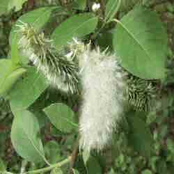 DELIVERED SEPTEMBER 2024 Goat Willow or Sallow (Salix caprea) Height 20-40cm Trees, WET SITE SUITABLE **FREE UK MAINLAND DELIVERY + FREE 100% TREE WARRANTY**