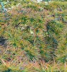 Golden Larch Tree (Pseudotsuga amabilis) Supplied height 1.0m to 1.25 metres in a 12 litre container**FREE UK MAINLAND DELIVERY EXCEPT SCOTTISH HIGHLANDS**