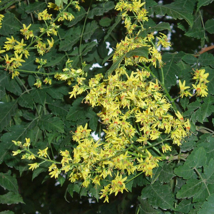 Buy Pride of India Tree or Golden Rain Tree (Koelreuteria paniculata) online from UK supplier of