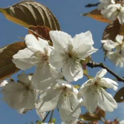 Mature Great White Cherry Tree, Prunus Tai Haku **FREE UK MAINLAND DELIVERY + FREE 100% TREE WARRANTY**
