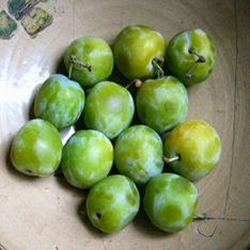 Old Greengage Tree (C3) Eating, Fruits Mid August - Height 1.25m-2.0m, 2-3 years Old, RELIABLE CROPPER + SWEET + OLD FASHIONED VARIETY, FREE UK DELIVERY + 100% WARRANTY