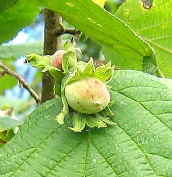 Tonda Di Giffoni Hazelnut Tree (Corylus 'Tonda Di Giffoni') Supplied height 1.0- 1.5m, 2-3 years old, 7 Litre Container LARGE CROPS + GOOD QUALITY + ATTRACTIVE CATKINS **FREE UK MAINLAND DELIVERY**