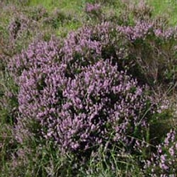 Scotch Heather Shrubs (Calluna vulgaris) 10 - 20cm Shrubs**FREE UK MAINLAND DELIVERY + FREE 100% TREE WARRANTY**