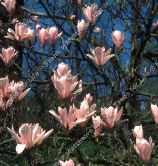 Mature Heaven Scent Magnolia Tree HEAVILY SCENTED + PINK FLOWERS + AWARD + LOW MAINTENANCE **FREE UK MAINLAND DELIVERY + FREE TREE WARRANTY**