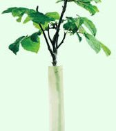 0.6m Economy Hedging Guards (Easy Wrap) Pack of 100 **FREE UK MAINLAND DELIVERY + FREE 100% TREE WARRANTY**