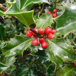 DELIVERED SEPTEMBER 2024 Holly Hedging (Ilex aquifolium) 15 - 30cm Hedge Trees**FREE UK MAINLAND DELIVERY + FREE 100% TREE WARRANTY**