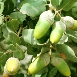 holm oak