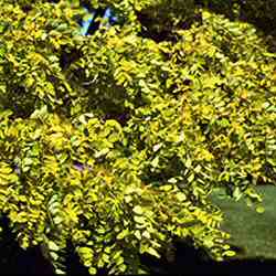 Sunburst Honey Locust Tree (Gleditsia triacanthos `Sunburst`) Supplied height 1.5m to 1.7 metres in a 12 litre container **FREE UK MAINLAND DELIVERY EXCEPT SCOTTISH HIGHLANDS**