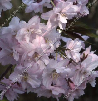 Horinji Japanese Flowering Cherry Tree, Prunus Horinji **FREE UK MAINLAND DELIVERY + FREE 100% TREE WARRANTY**