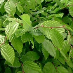 Common Hornbeam Tree (Carpinus betulus) Supplied height 1.5 to 1.7 metres in a 12 litre container **PRICE INCLUDES FREE MAINLAND DELIVERY**