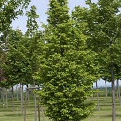 Mature Frans Fontaine Hornbeam Tree (Carpinus betulus `Frans Fontaine`) **FREE UK MAINLAND DELIVERY + FREE 100% TREE WARRANTY**