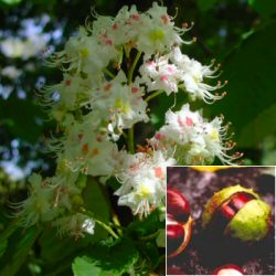 Horse Chestnut Tree (Aesculus hippocastanum) 20-40cm Pack of 100 trees**FREE UK MAINLAND DELIVERY EXCEPT SCOTTISH HIGHLANDS**