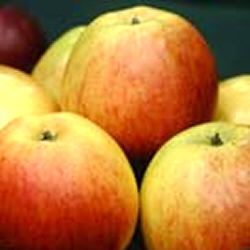 **WAS �47.95 - NOW �35.95**Howgate Wonder (Cooking Type) Apple Tree (Malus domestica `Howgate Wonder`) Ht. 1.25-1.50m in a 12 litre container**PRICE INCLUDES FREE MAINLAND UK DELIVERY**