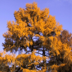 Hybrid Larch Tree (Larix x eurolepsis) 20-40cm Pack of 100 trees**FREE UK MAINLAND DELIVERY EXCEPT SCOTTISH HIGHLANDS**