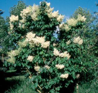 Ivory Silk Lilac Tree (Syringa reticulata 'Ivory Silk') Supplied height 1.0 metres in a 12 litre container **FREE UK MAINLAND DELIVERY EXCEPT SCOTTISH HIGHLANDS**