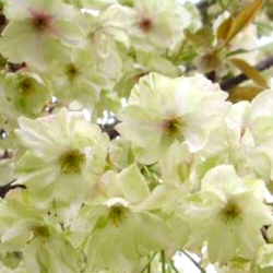 Mature Ukon Japanese Flowering Cherry Tree. AWARD **FREE UK MAINLAND DELIVERY + FREE 100% TREE WARRANTY**