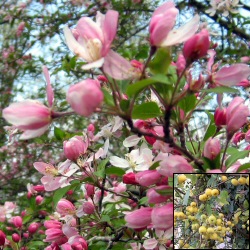 Floribunda Crab Apple Tree (Malus floribunda) **FREE UK MAINLAND DELIVERY + FREE 100% TREE WARRANTY**