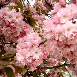 Blossom Cherry Tree
