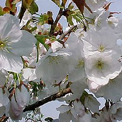 Japanese Flowering Cherry Tree (Prunus `Shirofugen`) Supplied height 1.5 -1.7m in a 12 litre container**FREE UK MAINLAND DELIVERY + FREE 100% TREE WARRANTY**