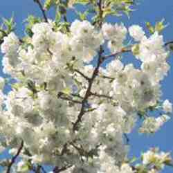 Prunus Shirotae Japanese Flowering Cherry Tree, **FREE UK MAINLAND DELIVERY + FREE 100% TREE WARRANTY**