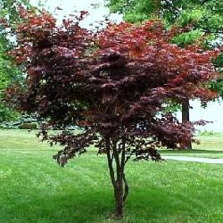 Atropurpureum Japanese Maple Tree (Acer palmatum `Atropurpureum`) Supplied height 0.5 metres in a 7 litre container **FREE UK MAINLAND DELIVERY EXCEPT SCOTTISH HIGHLANDS**