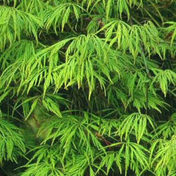 Green Dissectum Japanese Maple Tree (Acer palmatum 'Green Dissectum') Supplied height 0.7 metres in a 11.5 litre container **PRICE INCLUDES FREE UK MAINLAND DELIVERY**