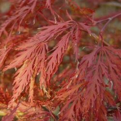 Mature Japanese Maple Tree Acer Palmatum Garnet **PRICE INCLUDES FREE UK MAINLAND DELIVERY**