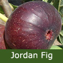 <font color="red">DELIVERED AUGUST 2018</font> Jordan Fig Tree, height 1.2 - 2.00m, 2-3 years old, FRUIT SAME YEAR + TOUGH HARDY FIG **FREE UK MAINLAND DELIVERY + FREE 100% TREE WARRANTY** <font color="red">DELIVERED AUGUST 2018</font> Jordan Fig Tree, height 1.2 - 2.00m, 2-3 years old, FRUIT SAME YEAR + TOUGH HARDY FIG **FREE UK MAINLAND DELIVERY + FREE 100% TREE WARRANTY**