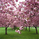 Mature Prunus Kanzan Japanese Flowering Cherry Tree. VERY POPULAR + AWARD **FREE UK MAINLAND DELIVERY + FREE 100% TREE WARRANTY**