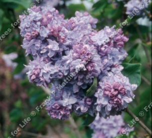 Katherine Havemeyer Lilac Tree (Syringa vulgaris 'Katherine Havemeyer') Supplied height 1.0 metres in a 12 litre container **FREE UK MAINLAND DELIVERY EXCEPT SCOTTISH HIGHLANDS**