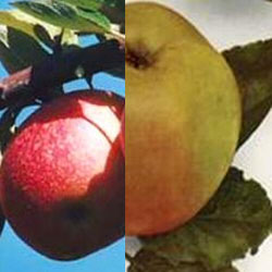 5 x Kidds Orange Apple Tree + 1 x Sunset Apple Tree *** 43% DISCOUNT ***FREE DELIVERY and FREE TREE WARRANTY*** 5 x Kidds Orange Apple Tree + 1 x Sunset Apple Tree *** 43% DISCOUNT ***FREE DELIVERY and FREE TREE WARRANTY***