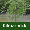 Dwarf Weeping Willow Tree Salix caprea Pendula Kilmarnock WET SITE SUITABLE **FREE UK MAINLAND DELIVERY + FREE 3 YEAR LTD WARRANTY**