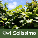 Kiwi (Actinidia) Solissimo, RELIABLE + SELF-FERTILE, 2-3 years old **FREE UK MAINLAND DELIVERY + FREE 100% TREE WARRANTY**