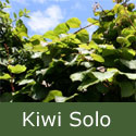 Kiwi (Actinidia) Solo, RELIABLE + SELF-FERTILE, 2-3 years old **FREE UK MAINLAND DELIVERY + FREE 100% TREE WARRANTY**