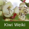 Kiwi Arguta Weiki (male), 2-3 years old, 1+ m at delivery, UK SUITABLE + HARDY + GOOD POLLINATOR **FREE UK MAINLAND DELIVERY + FREE 100% TREE WARRANTY** Kiwi Arguta Weiki (male), 2-3 years old, 1+ m at delivery, UK SUITABLE + HARDY + GOOD POLLINATOR **FREE UK MAINLAND DELIVERY + FREE 100% TREE WARRANTY**