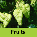 Koelreuteria Paniculata Pride Of India tree or Golden Rain tree fruits