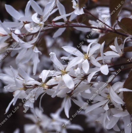 <font color="red">[DELIVERED 16TH AUGUST 2012]</font> La Paloma Snowy Mespilus Tree (Amelanchier 'La Paloma') Supplied height 1.5 to 1.7 metres in a 12 litre container **FREE UK MAINLAND DELIVERY**