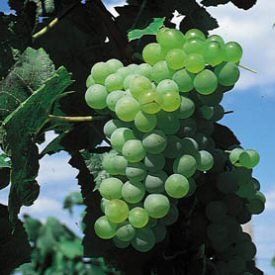 Lakemont (Vitis vinifera 'Lakemont') Indoor or Outdoor (SEEDLESS + MILDEW RESISTANT) white Grape, 3 Litre Pot, 2-3 years old **FREE UK MAINLAND DELIVERY + FREE 100% TREE WARRANTY** Lakemont (Vitis vinifera 'Lakemont') Indoor or Outdoor (SEEDLESS + MILDEW RESISTANT) white Grape, 3 Litre Pot, 2-3 years old **FREE UK MAINLAND DELIVERY + FREE 100% TREE WARRANTY**