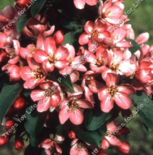 <font color="red">[DELIVERED 16TH AUGUST 2012]</font> Laura Crab Apple Tree (Malus 'Laura') Supplied height 1.0 - 1.3m in a 12 litre container **FREE UK MAINLAND DELIVERY + FREE 100% TREE WARRANTY**