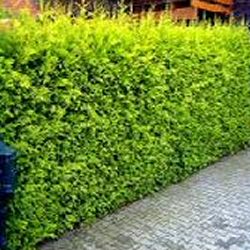 Leylandii Gold Hedging (Cupressus leylandii) Supplied Height 30-60cm Hedge Tree  **FREE UK MAINLAND DELIVERY + FREE 100% TREE WARRANTY**