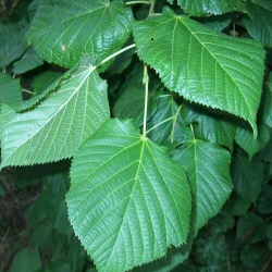 Small-Leaved Lime Tree (Tilia cordata) Ht. 1.7-1.9/12L Container **PRICE INCLUDES FREE UK MAINLAND DELIVERY**